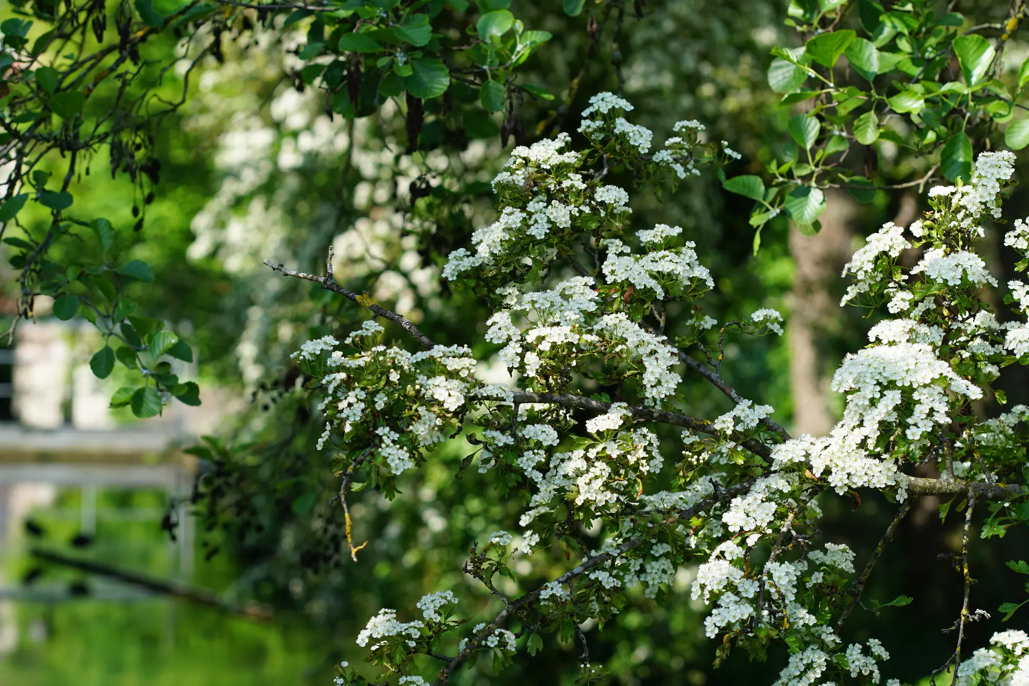 Weiße Blüten im Schlosspark Ehingen