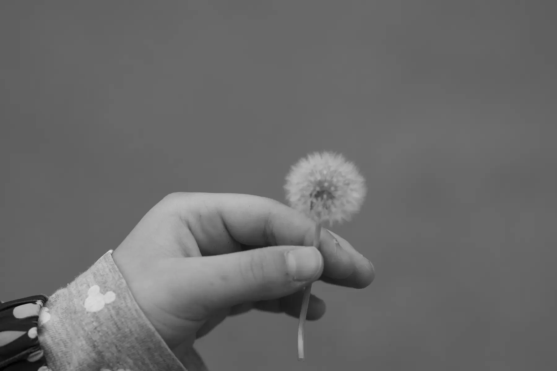 Kinderhand hält eine Pusteblume