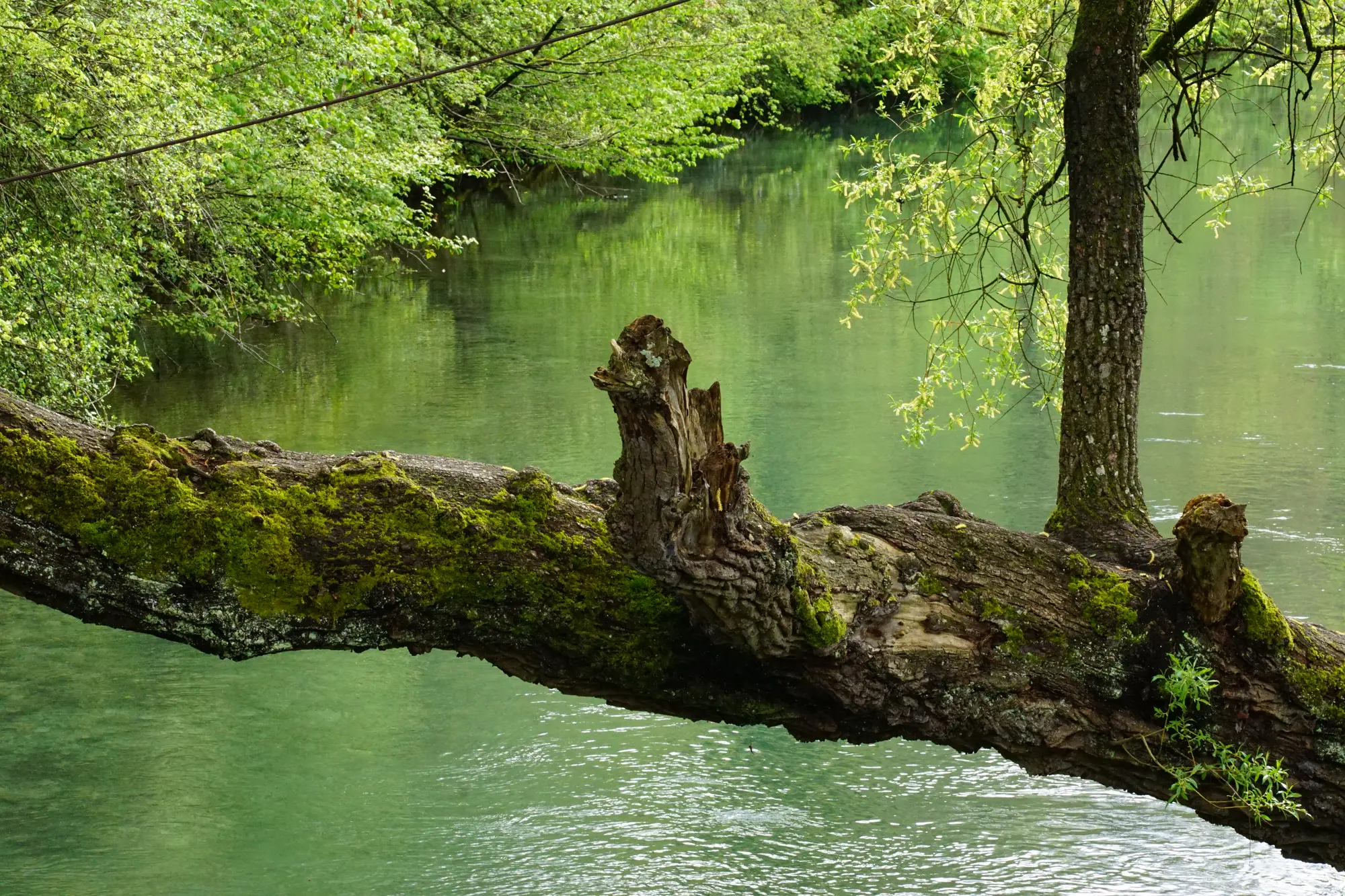 Moosbewachsener Baum über grünem Wasser