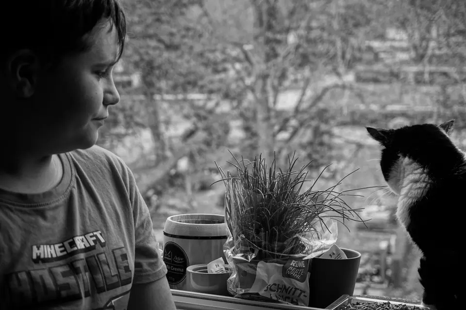 Junge und Katze begegnen sich am Fenster